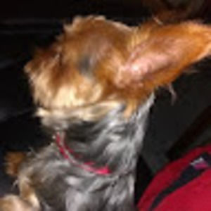 Meet your Posher, Chico